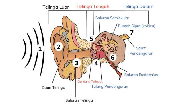 Ternyata Ini Rahasia Skor Tinggi dengan Latihan Soal Matematika Kelas 3 Semester 2